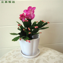 悦色花卉 点亮生活的艺术，传递心意的芬芳