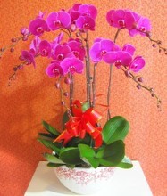 新春献礼 精选花卉与实用好物，传递孝心与祝福